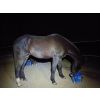 Mesz Nuba Equi Herbi Mash - 317575805_470000968583602_381336210479094917_n.jpg