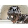 Dinozaury - 51858168_2020294364735314_4665322888574795776_n.jpg