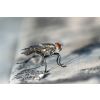 Na owady - fly-ga4a892999_1920.jpg