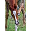 Kuć? - foal-2395179_1920.jpg