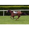 Nie jeździmy - zajazdka - horse-race-gf67892585_1280.jpg
