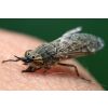 Współpraca popłaca - horsefly-ge0407ab4a_1280.jpg