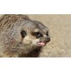 Zazdrość - meerkat-g6a8d3ad6e_1920.jpg